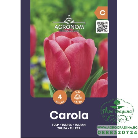 Лале Карола / Tulip Carola - AGRONOM - 4 бр луковици
