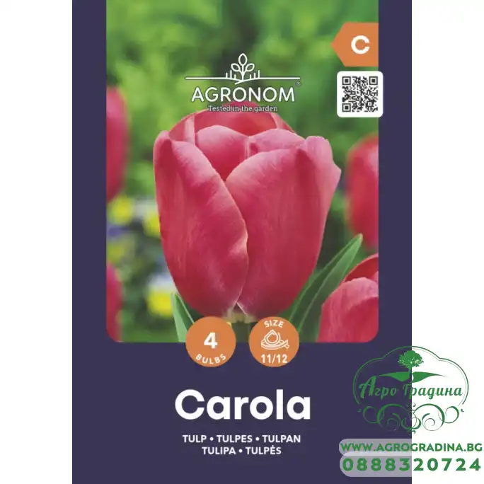 Лале Карола Tulip Carola - AGRONOM - 4 бр луковици Лале Карола Tulip Carola - AGRONOM - 4 бр луковици