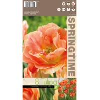 Лале Очарователна красота / Tulipa Charming Beauty - 8 бр луковици