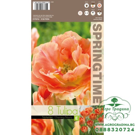 Лале Очарователна красота / Tulipa Charming Beauty - 8 бр луковици