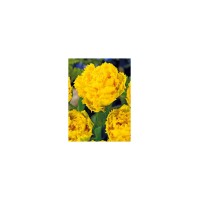 Лале Екзотик сън Tulipa Exotic Sun - 5 бр луковици