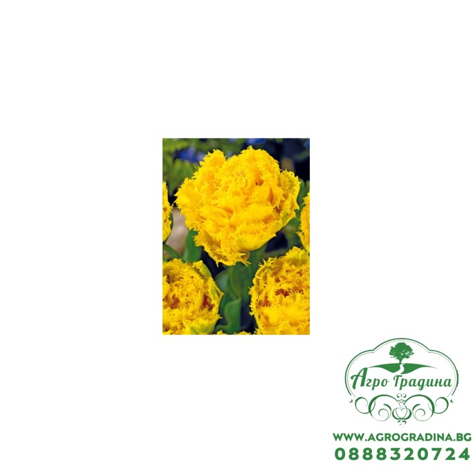 Лале Екзотик сън Tulipa Exotic Sun - 5 бр луковици Лале Екзотик сън Tulipa Exotic Sun - 5 бр луковици