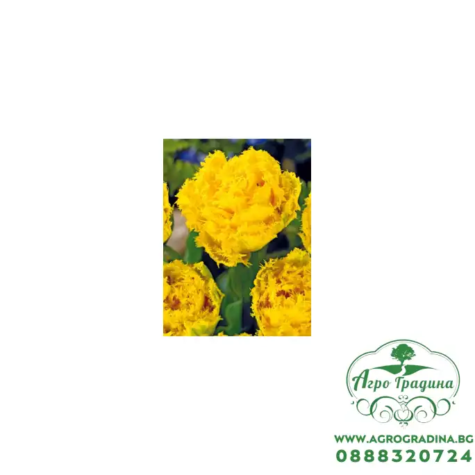 Лале Екзотик сън Tulipa Exotic Sun - 5 бр луковици Лале Екзотик сън Tulipa Exotic Sun - 5 бр луковици