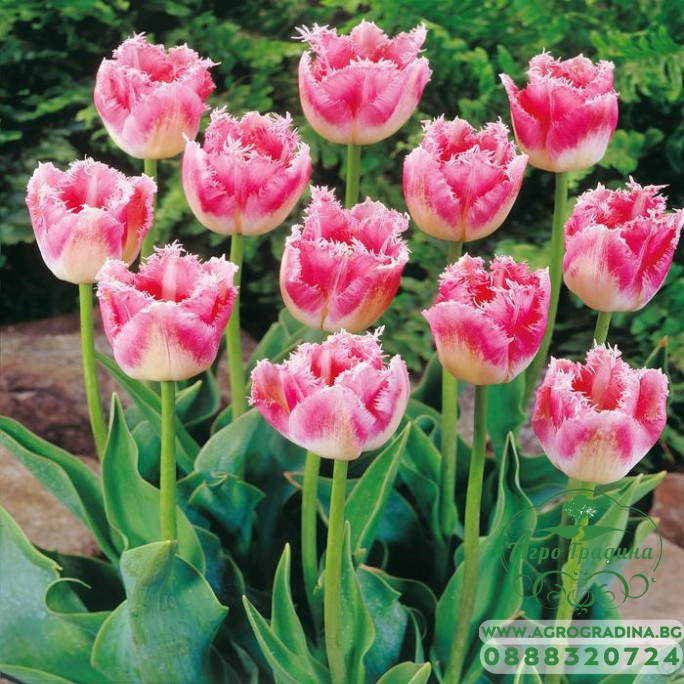 Лале Елегантни ресни / Tulipа Fancy Frills - 5 бр луковици