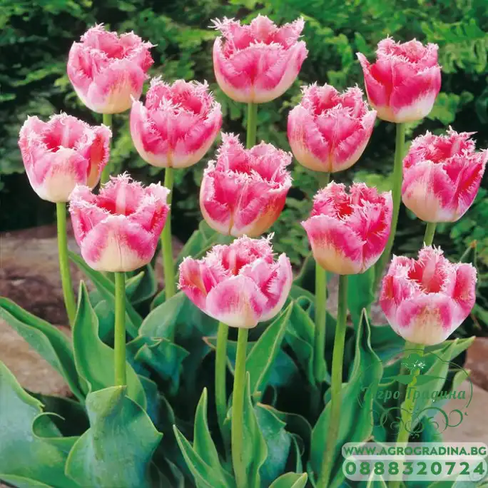Лале Елегантни ресни Tulipа Fancy Frills - 5 бр луковици Лале Елегантни ресни Tulipа Fancy Frills - 5 бр луковици