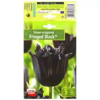 Лале Черно с ресни Tulipa Fringed Black® - 5 бр луковици