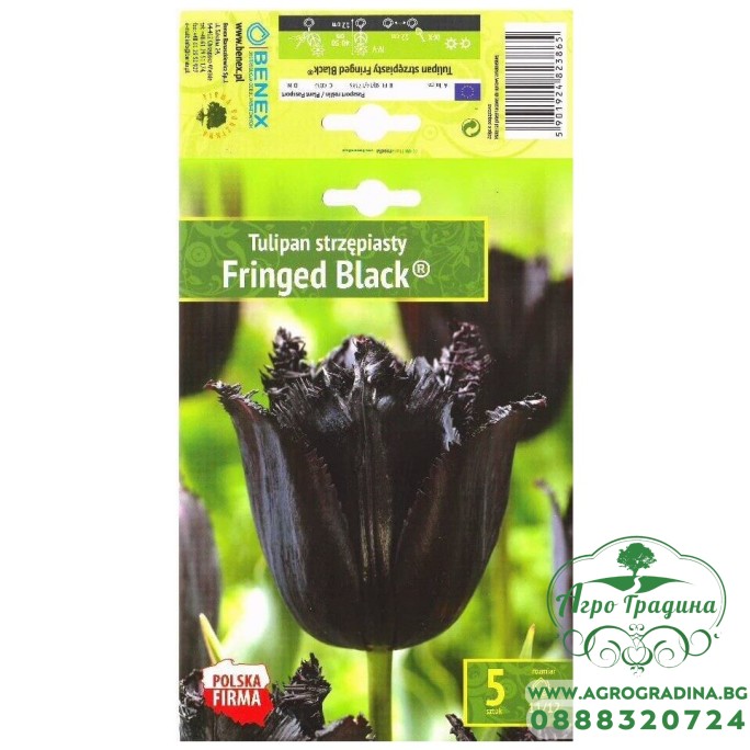 Лале Черно с ресни / Tulipa Fringed Black® - 5 бр луковици