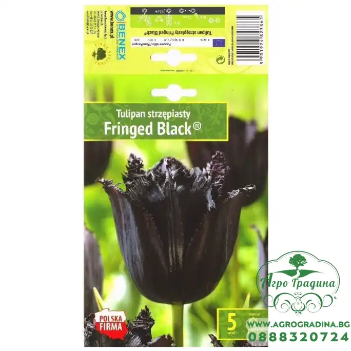 Лале Черно с ресни Tulipa Fringed Black® - 5 бр луковици