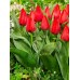 Лале Юлий Цезар / Tulip Julius Caesar - AGRONOM - 4 бр луковици