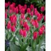 Лале Юлий Цезар / Tulip Julius Caesar - AGRONOM - 4 бр луковици