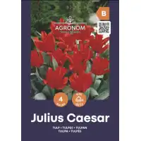 Лале Юлий Цезар / Tulip Julius Caesar - AGRONOM - 4 бр луковици