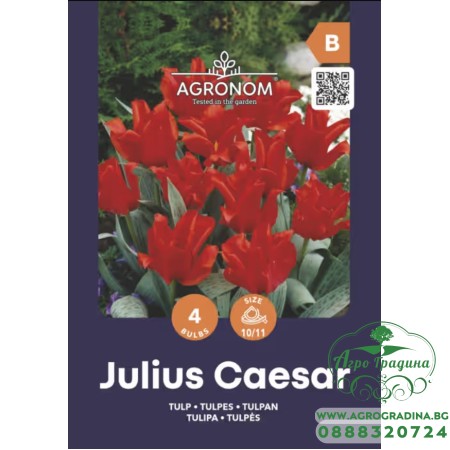 Лале Юлий Цезар / Tulip Julius Caesar - AGRONOM - 4 бр луковици