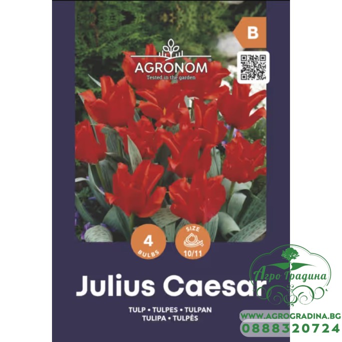Лале Юлий Цезар / Tulip Julius Caesar - AGRONOM - 4 бр луковици