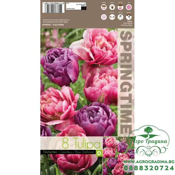 Лале Микс Колумб Син диаманд Tulipa MIX Columbus Blue Diamond - 8 бр луковици