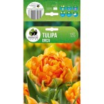 Лале Орка Tulipa Orka - 5 бр луковици