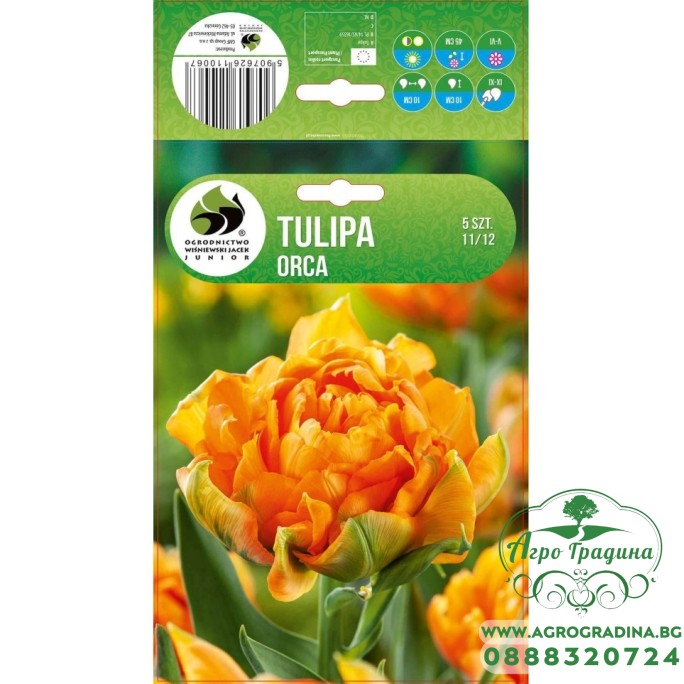Лале Орка Tulipa Orka - 5 бр луковици – Есенни луковици