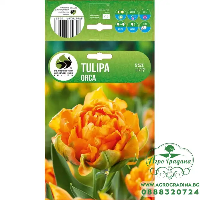 Лале Орка Tulipa Orka - 5 бр луковици Лале Орка Tulipa Orka - 5 бр луковици