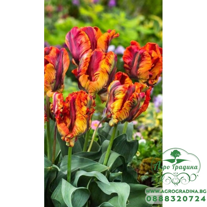Лале Раста папагал Tulipa Rasta Parrot - 5 бр луковици Лале Раста папагал Tulipa Rasta Parrot - 5 бр луковици