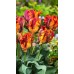 Лале Раста папагал Tulipa Rasta Parrot - 5 бр луковици – Есенни луковици