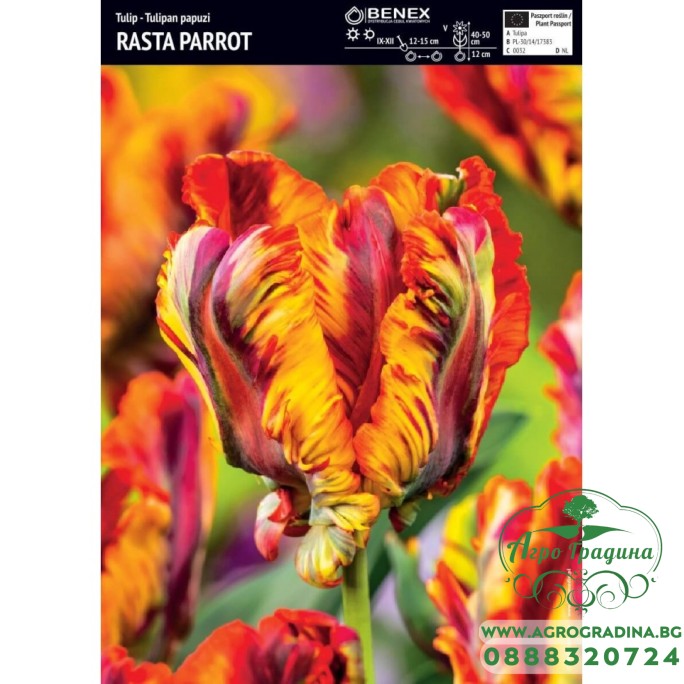 Лале Раста папагал / Tulipa Rasta Parrot - 5 бр луковици