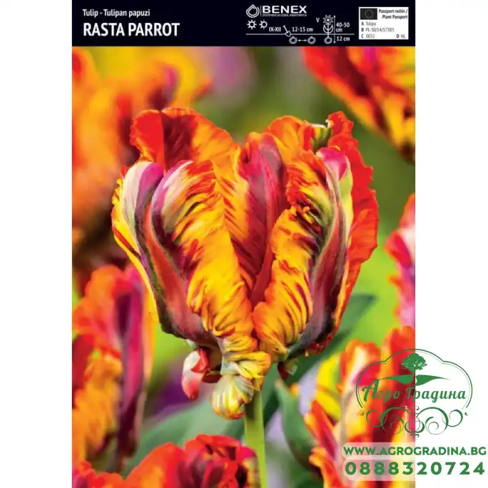 Лале Раста папагал Tulipa Rasta Parrot - 5 бр луковици