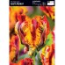 Лале Раста папагал / Tulipa Rasta Parrot - 5 бр луковици
