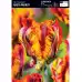 Лале Раста папагал Tulipa Rasta Parrot - 5 бр луковици