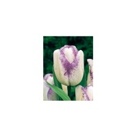 Лале Шърли Tulipa Shirley - 5 бр луковици