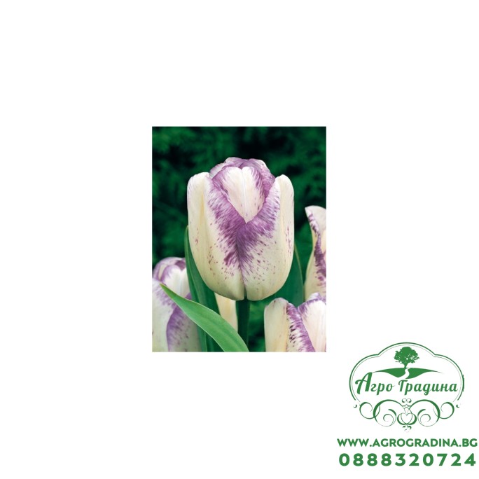 Лале Шърли Tulipa Shirley - 5 бр луковици