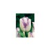 Лале Шърли Tulipa Shirley - 5 бр луковици – Есенни луковици