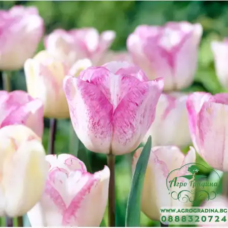 Лале Шърли Tulipa Shirley - 5 бр луковици