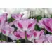 Лале Шърли Tulipa Shirley - 5 бр луковици – Есенни луковици