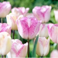 Лале Шърли Tulipa Shirley - 5 бр луковици