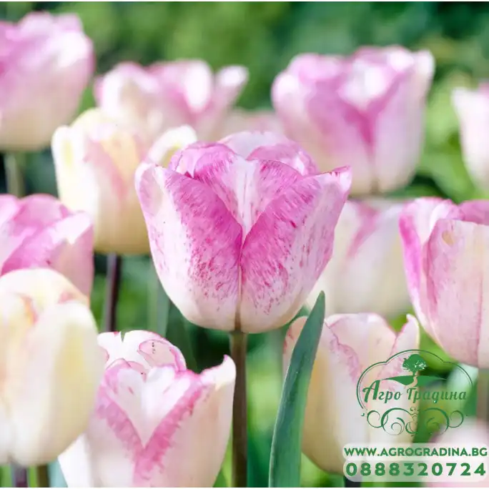 Лале Шърли Tulipa Shirley - 5 бр луковици Лале Шърли Tulipa Shirley - 5 бр луковици
