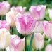 Лале Шърли Tulipa Shirley - 5 бр луковици – Есенни луковици