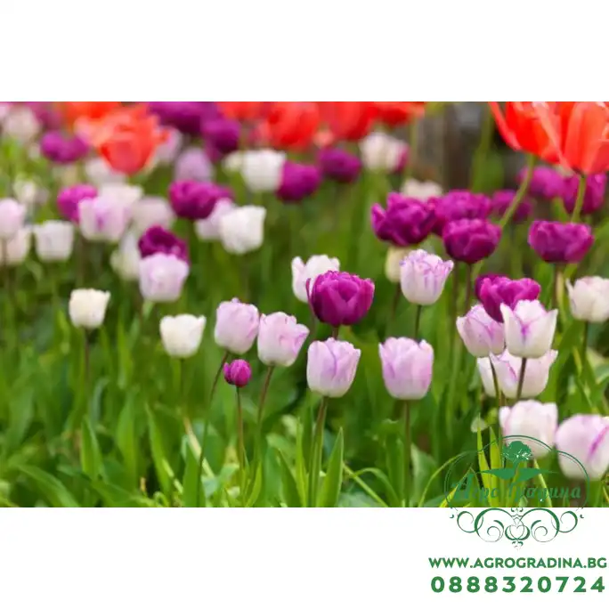 Лале Шърли Tulipa Shirley - 5 бр луковици Лале Шърли Tulipa Shirley - 5 бр луковици