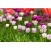 Лале Шърли Tulipa Shirley - 5 бр луковици – Есенни луковици