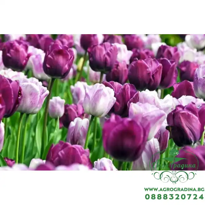Лале Шърли Tulipa Shirley - 5 бр луковици Лале Шърли Tulipa Shirley - 5 бр луковици