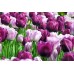 Лале Шърли Tulipa Shirley - 5 бр луковици – Есенни луковици