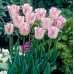 Лале Шърли Tulipa Shirley - 5 бр луковици – Есенни луковици