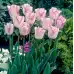 Лале Шърли Tulipa Shirley - 5 бр луковици – Есенни луковици