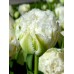 Лале Снежен кристал Tulipa Snow Crystal - 5 бр луковици – Есенни луковици