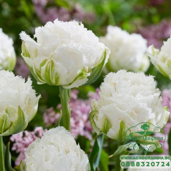 Лале Снежен кристал Tulipa Snow Crystal - 5 бр луковици