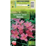 Зефирантес (Дъждовна лилия) Zephyranthes - 10 бр луковици