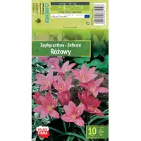 Зефирантес (Дъждовна лилия) Zephyranthes - 10 бр луковици
