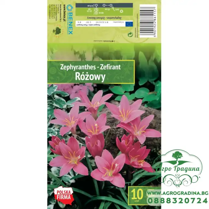 Зефирантес (Дъждовна лилия) Zephyranthes - 10 бр луковици