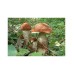 Мицел за Червена Манатарка (Leccinum aurantiacum)