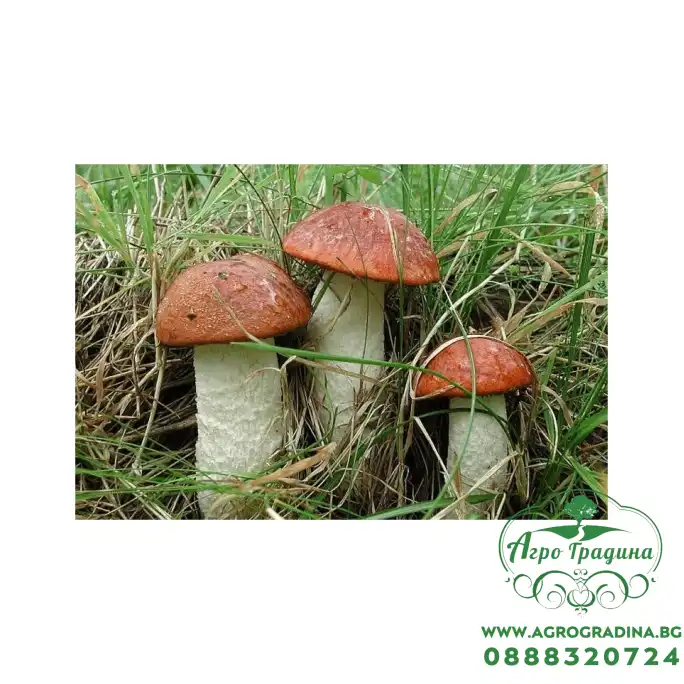 Мицел за Червена брезовка / Оранжева манатарка (Leccinum aurantiacum) Мицел за Червена брезовка / Оранжева манатарка (Leccinum aurantiacum)