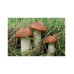 Мицел за Червена брезовка / Оранжева манатарка (Leccinum aurantiacum) – Мицел за гъби
