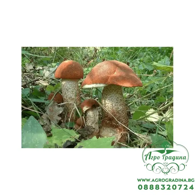 Мицел за Червена брезовка / Оранжева манатарка (Leccinum aurantiacum) Мицел за Червена брезовка / Оранжева манатарка (Leccinum aurantiacum)